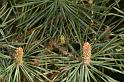 Araniella_cucurbitina_D2990_Z_88_NP De Hoge Veluwe_Nederland